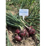 Прімула F1 10000 насіння червоної озимої цибулі, Libra Seeds, Італія